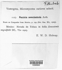 Puccinia senecionicola image